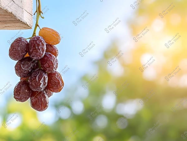 A cluster of dried grapes hanging vertically against a blurred background displaying blue sky, green tree leaves, and golden sunlight. The fine details of the dried grapes are visible with light reflections on them.