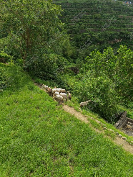 A scenic view of a group of goats walking on a paved path amidst terraced green hills. Lush trees and vegetation surround the area, reflecting a peaceful rural environment full of greenery.