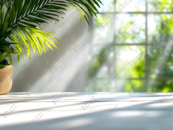 The image shows sunlight streaming through a large window, illuminating a white wooden surface. On the left side of the picture, a portion of a large tropical plant with bright green leaves is visible in a jute pot.