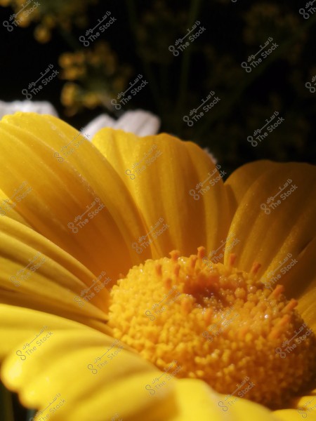 A close-up image of a bright yellow flower displaying the details of its soft petals and pollen-filled center. In the background, there are some blurred flowers and plant elements with darker tones.