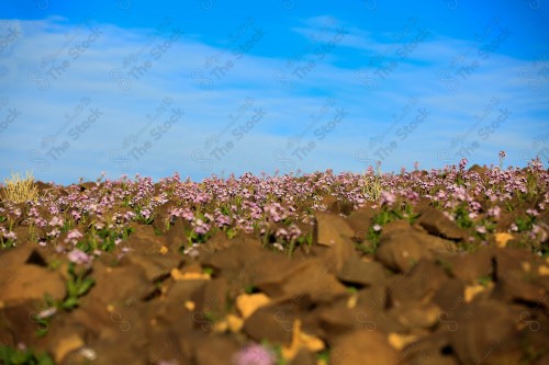 لقطة لمجموعة نباتات بنفسجية و اوراقها الصفراء في شعوب الاقرع بين منطقة الجوف و الحدود الشمالية في السعودية, تظهر السماء صافية نهاراً.