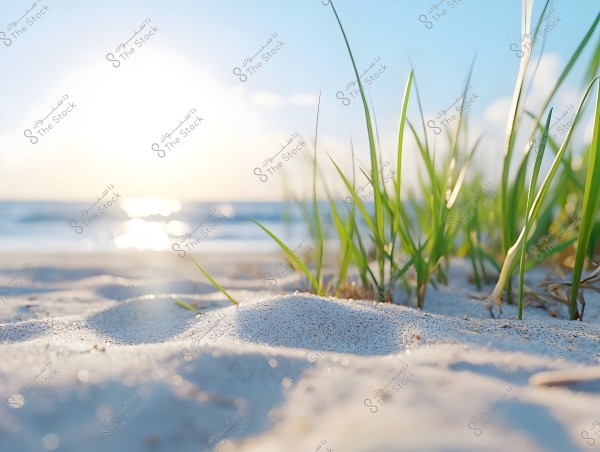 Image depicting a sandy beach at sunrise or sunset, with a cluster of green sea grass growing on the sand in the foreground. The sea is visible in the background, and the sky is blue with some light clouds. The golden light reflects on the water, creating a beautiful and serene natural scene.
