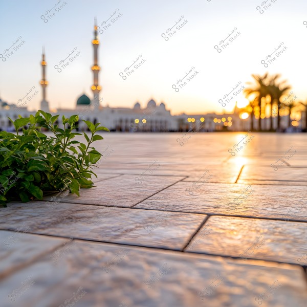 An image showing a tiled marble floor with green plants in the foreground. In the background, minarets and part of a mosque with white domes are visible during sunset. Palm trees appear on the right side of the image with lit lanterns shining in the distance.