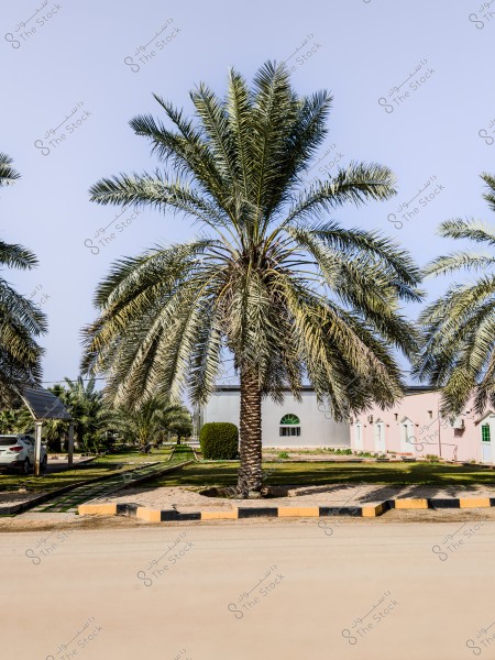 تُظهر الصورة نخلة طويلة تحت سماء صافية, وتقف في مكان محاط بعشب أخضر وبعض الأشجار الأخرى. في الخلفية, يظهر مبنى بأبواب ونوافذ تحمل تصميمات بسيطة. أيضًا يظهر بجانب النخلة طريق يُظهر رصيف مرصوف بسيارات متوقفة بجانبه.