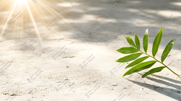 A green branch with eight vibrant green leaves lying on a light-colored sandy surface. Sunlight enters from the top-left corner, adding a warm glow to the scene and casting shadows of the leaves on the ground.