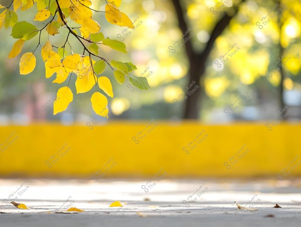 The image depicts yellow and green leaves hanging from branches, with a blurred background that includes a yellow wall and blurry trees. The photographic framing aesthetically highlights the warm colors of autumn.