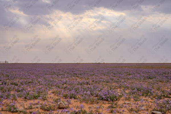 لقطة لمجموعة زهور الخزامى البنفسجي في محافظة رفحاء في المنطقة الشمالية بالسعودية ،ربيع محافظة رفحاء ، نيوم، الطبيعة في السعودية