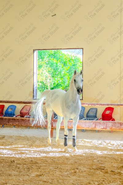 لقطة لخيل عربي بلون الابيض بأسطبل نهارًا ، سباقات الخيل ، جمال خيل العربي ، قفز الحواجز .