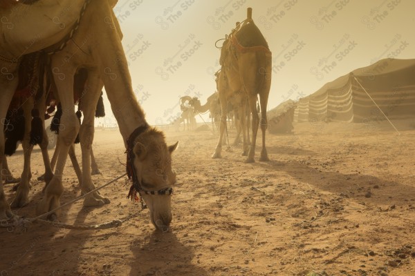 قطيع من الإبل تسير في صحراء العلا نهارًا، أماكن سياحية في السعودية.