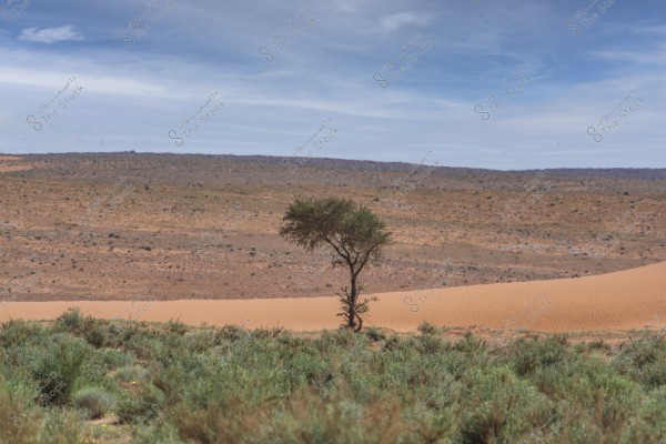 The image shows a vast desert landscape with a single tree standing in the middle amidst expansive dry sand dunes. The horizon highlights a clear blue sky with some wispy clouds. There are low-lying desert plants growing in the foreground.