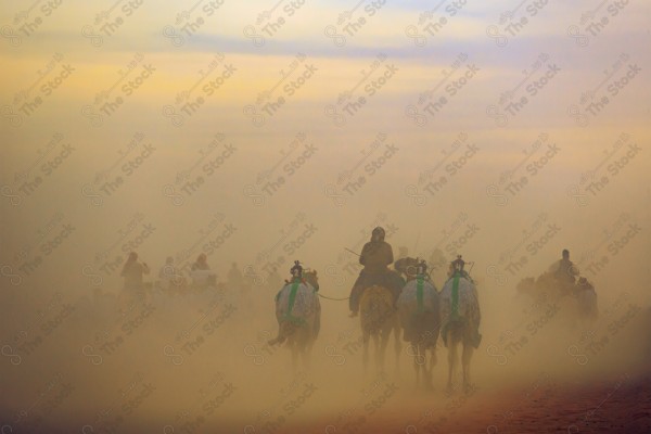 قطيع من الإبل تسير في صحراء العلا نهارًا، أماكن سياحية في السعودية.