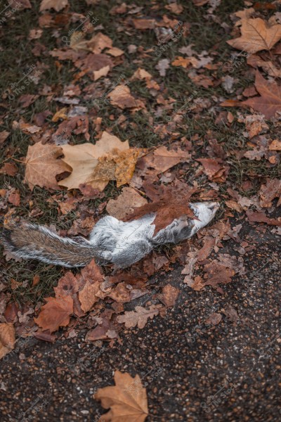صورة لسنجاب ميت مستلقٍ على الأرض وسط مجموعة من أوراق الشجر المتساقطة. يبدو جسد السنجاب مغطى جزئيًا بالأوراق, مما يعكس مشهد الخريف الطبيعي.

-