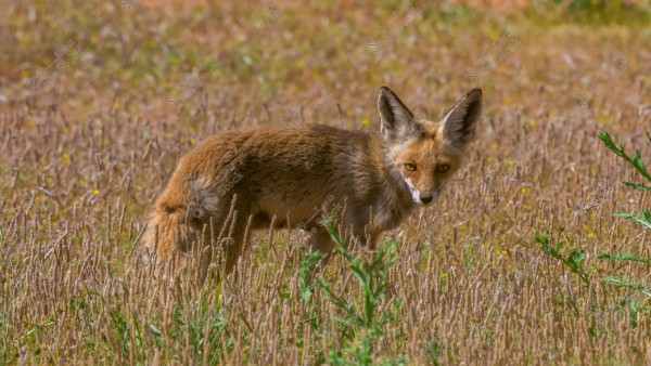A wild fox with reddish-brown fur standing in a grassy field. It is looking towards the camera with its large ears perked up. The surrounding environment consists of grass and wild plants in a natural setting.