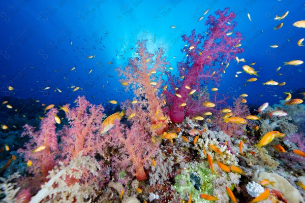 A snapshot of a group of divers surrounded by coral reefs and fish in the depths of the sea, oceans and seas, sea creatures, marine life, ocean depths and seas.