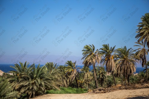 صورة لجبال طيب اسم في شمال مقنا غرب مدينة البدع في السعودية ، الجبال والتكوينات الصخرية في تبوك شمال المملكة العربية السعودية ، جمال اشجار النخيل على مدخل الجبل.