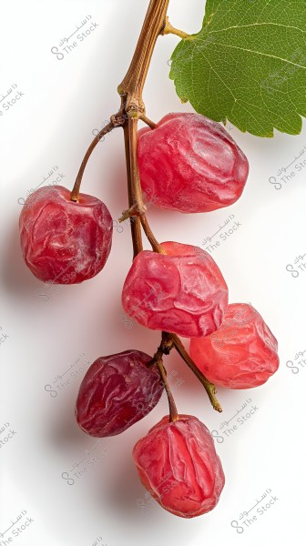 An image of a cluster of dried grapes consisting of several dark red berries. The berries are gathered on a slender wooden stem, with a single green leaf on the upper side of the image. The background is plain white, highlighting the details of the dried grapes clearly.