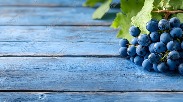 ** A cluster of dark purple grapes resting on a blue wooden surface, with green grape leaves in the background.\r\n\r\n**