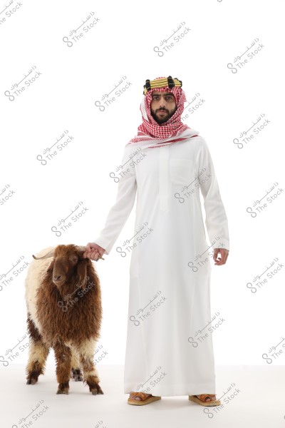A man wearing traditional Saudi attire, consisting of a clean white thobe, a red and white checkered keffiyeh, and a black and gold agal, stands beside a sheep with brown and white wool. They are set against a plain white background.