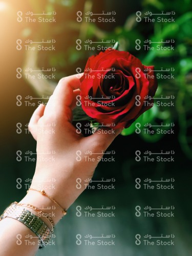 Girl's hand holding a red flower in sunlight