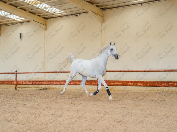 لقطة لخيل عربي بلون الابيض بأسطبل نهارًا ، سباقات الخيل ، جمال خيل العربي ، قفز الحواجز .