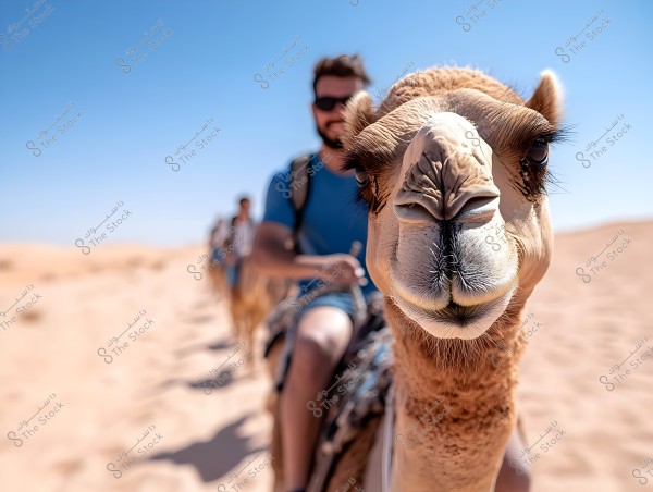 صورة تظهر قافلة من الجمال في الصحراء تحت سماء زرقاء ونقية. يظهر في المقدمة وجه جمل عن قرب بتفاصيل واضحة, بينما يظهر في الخلفية شخص يرتدي قميصًا أزرق ونظارات شمسية, يركب الجمل. الرمال الصحراوية تحيط بالمشهد مع إحساس بمغامرة في بيئة طبيعية حارة ومشمسة.