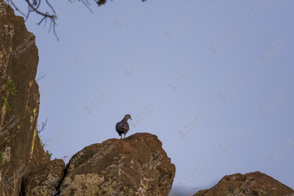 A dove stands on the edge of a large brown rock against a clear blue sky. The rock has some moss and small plants.