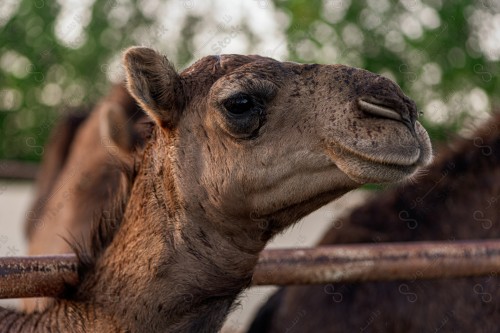 صورة جمل في احد المزارع ، جمل ينظر الى العدسة