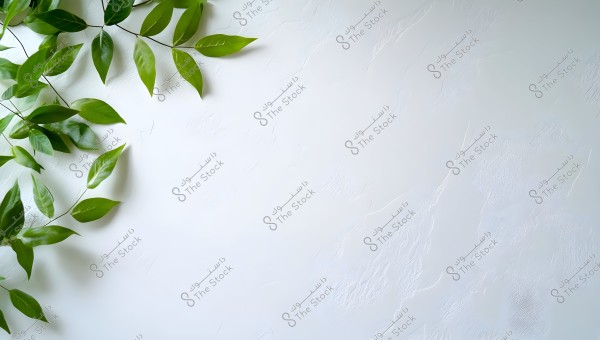 A collection of vibrant green leaves attached to branches extending from the top left corner of the image on a smooth white textured background. The leaves are bright and fresh, adding color and vibrancy to the simple and clean composition.