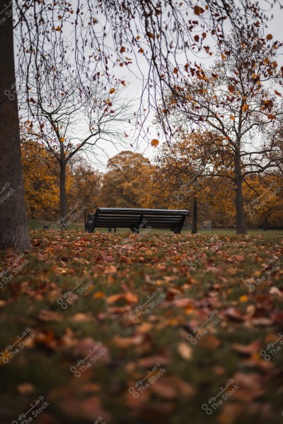 A park in autumn with fallen leaves on the ground and a wooden bench under the trees.