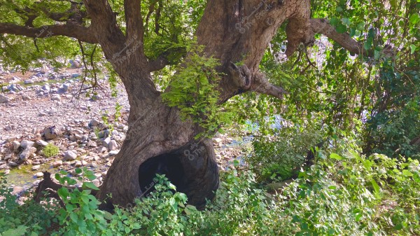 شجرة ضخمة مع تجويف كبير في جذعها, محاطة بأوراق خضراء كثيفة وفروع تمتد إلى الأعلى. في الخلفية, يظهر مجرى مائي مع حصى متناثرة وأعشاب خضراء تغطي الضفاف القريبة.