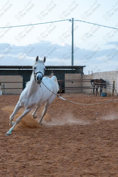 صورة لخيل عربي أصيل أبيض اللون في احد الاسطبلات، تربية وتدريب الخيول ، الخيل العربي الأصيل.