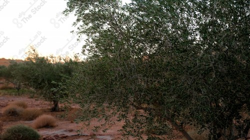 لقطة تظهر فيها شجرة زيتون في احدى المزارع بمنطقة الجوف في مدينة سكاكا شمال السعودية