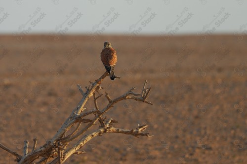 طائر الباشق بعد أن هبط على غصن شجرة في الصحراء نهارًا