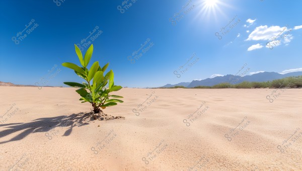A small green plant grows in a vast desert under a sunny blue sky. The sand stretches far into the horizon with some mountains in the background, and sunlight illuminates the scene.