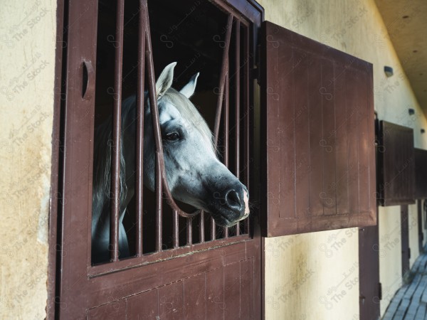 لقطة للخيل العربي داخل حظيرة بالاسطبل نهارًا ، سباقات الخيل ، جمال خيل العربي ، قفز الحواجز .