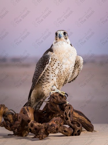 الصقر الطير الجارح تم تصويره بساعة الغسق بعد رحلة قنص بالبرية