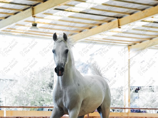 لقطة لخيل عربي بلون الابيض بأسطبل نهارًا ، سباقات الخيل ، جمال خيل العربي ، قفز الحواجز .