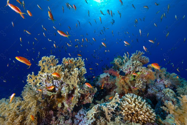 A snapshot of a group of fish around coral reefs in the depths of the sea, oceans and seas, sea creatures, marine life, ocean depths and seas.