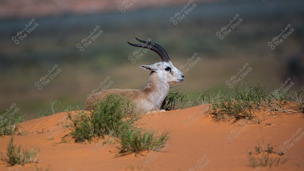 صورة ضبي الريم عربي مستلقي على تلة من الرمل الأحمر في بيئة صحراوية. يظهر المها بفراء بني فاتح وقرون طويلة ومنحنية, محاطاً ببعض النباتات الخضراء المتناثرة.