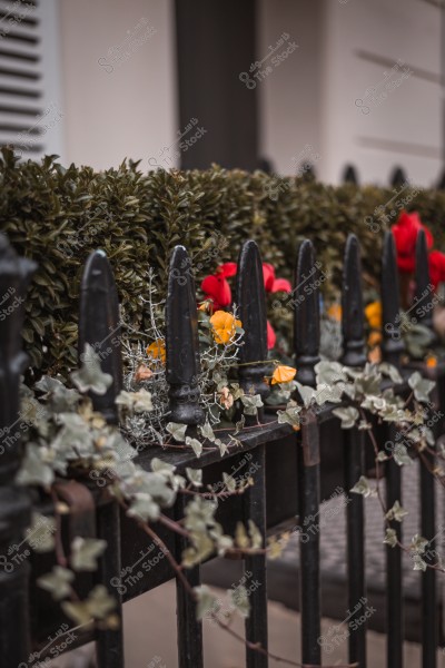 Image of a black iron fence adorned with plants and colorful flowers in red and orange.