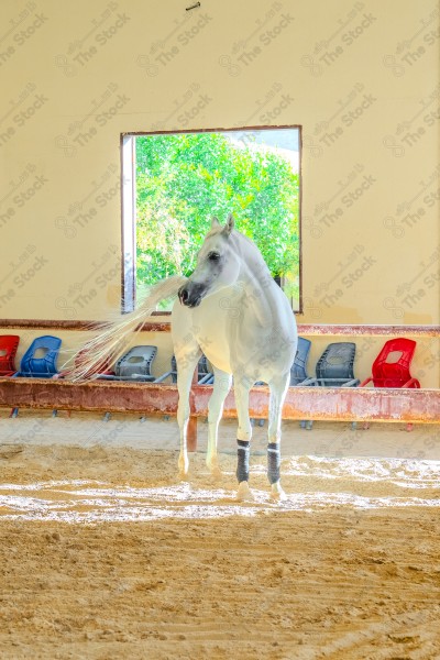 لقطة لخيل عربي بلون الابيض بأسطبل نهارًا ، سباقات الخيل ، جمال خيل العربي ، قفز الحواجز .