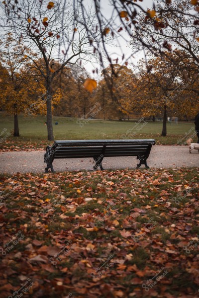 A bench in a park surrounded by trees with fallen autumn leaves.