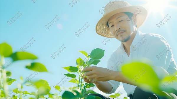 A man wearing a straw hat and a white shirt is sitting in a sunny field, tending to a green plant under a clear blue sky. The atmosphere is bright and serene, with sunlight gleaming in the background.