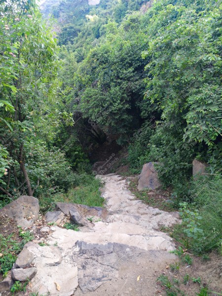 The image shows a stone trail in a dense forest with green trees. The path is covered with rocks, and various plants can be seen on both sides. Green leaves surround the trail, and the trees appear densely in the background, giving the impression of a natural path leading into the forest.