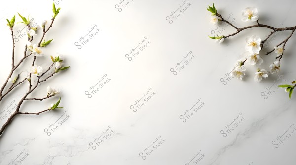 An image of two flowering tree branches on a smooth white background. The left branch features blooming white flowers with emerging green leaves, while the right branch similarly displays white flowers and green leaves on the right side of the image.