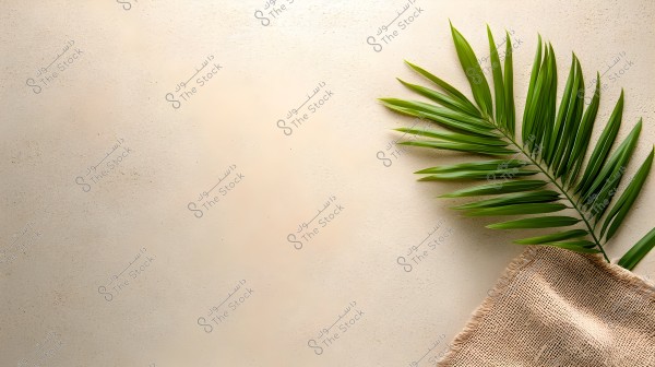 A green palm frond placed on a beige surface next to a piece of burlap. The glossy green leaves stand out against the light background, creating a natural and calming appearance.