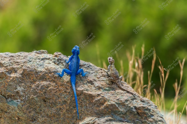 Two lizards sitting on a rock. The lizard on the left is vivid blue, while the lizard on the right has a speckled pattern in shades of brown and gray. The background features a blurred natural scene with green hues.