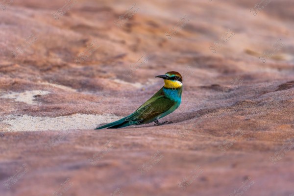 A colorful bird standing on a rocky surface. The bird features green and blue plumage with a yellow throat. The background consists of rocks in varying shades of brown.