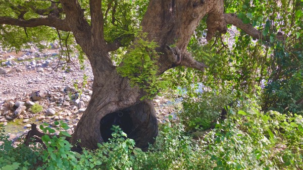 A professional photo from Asir shows an old tree, embodying the beauty of nature.