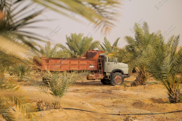 An image of an old truck parked among palm trees in a farm setting. The truck is in orange and brown colors amidst a desert landscape with some dry foliage. The truck is surrounded by palm trees, giving the scene a rustic, natural feel. The sky in the background is clear and naturally colored.